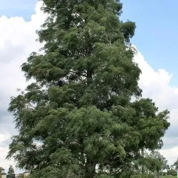thumbnail for publication: Taxodium distichum: Baldcypress